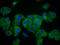 Solute carrier family 41 member 1 antibody, LS-C681367, Lifespan Biosciences, Immunofluorescence image 
