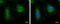 WASH complex subunit FAM21C antibody, GTX120832, GeneTex, Immunofluorescence image 