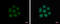 Nuclear factor 1 A-type antibody, GTX114580, GeneTex, Immunofluorescence image 