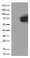 CD5 Molecule antibody, CF802422, Origene, Western Blot image 