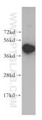 KRR1 Small Subunit Processome Component Homolog antibody, 12772-1-AP, Proteintech Group, Western Blot image 