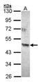 Acyl-CoA Dehydrogenase Family Member 8 antibody, TA308261, Origene, Western Blot image 