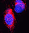 Dual Specificity Tyrosine Phosphorylation Regulated Kinase 1A antibody, A00878-1, Boster Biological Technology, Immunofluorescence image 