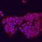 Diacylglycerol O-acyltransferase 2 antibody, AF7256, R&D Systems, Immunofluorescence image 