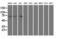 Methionyl-tRNA formyltransferase, mitochondrial antibody, LS-C786413, Lifespan Biosciences, Western Blot image 