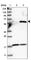 Pyridine Nucleotide-Disulphide Oxidoreductase Domain 2 antibody, HPA037567, Atlas Antibodies, Western Blot image 