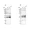 Chromosome 9 Open Reading Frame 78 antibody, NBP1-83170, Novus Biologicals, Western Blot image 