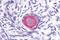 Delta Like Canonical Notch Ligand 4 antibody, NB600-892, Novus Biologicals, Immunohistochemistry paraffin image 