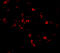 TRAF3 Interacting Protein 2 antibody, 2499, ProSci Inc, Immunofluorescence image 