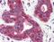 Surfeit 4 antibody, orb88070, Biorbyt, Immunohistochemistry paraffin image 