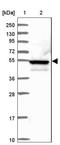 EF-Hand And Coiled-Coil Domain Containing 1 antibody, NBP2-14451, Novus Biologicals, Western Blot image 