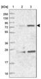 NHL Repeat Containing 2 antibody, NBP1-85019, Novus Biologicals, Western Blot image 