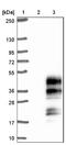 Chromosome 19 Open Reading Frame 18 antibody, NBP1-82690, Novus Biologicals, Western Blot image 