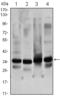 General Transcription Factor IIB antibody, STJ98417, St John