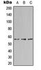 NAB2 antibody, LS-C354040, Lifespan Biosciences, Western Blot image 