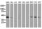 Developmental pluripotency-associated protein 2 antibody, M12232, Boster Biological Technology, Western Blot image 