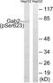 GRB2 Associated Binding Protein 2 antibody, LS-C198988, Lifespan Biosciences, Western Blot image 