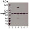 HSP90 antibody, ADI-SPA-846-F, Enzo Life Sciences, Western Blot image 