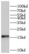 Proteasome maturation protein antibody, FNab06637, FineTest, Western Blot image 