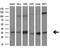 Cilia And Flagella Associated Protein 298 antibody, GTX84746, GeneTex, Western Blot image 