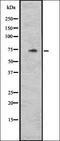 Cylicin 1 antibody, orb335158, Biorbyt, Western Blot image 