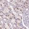 PHD Finger Protein 21B antibody, NBP2-30660, Novus Biologicals, Immunohistochemistry paraffin image 