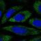 Progressive ankylosis protein homolog antibody, NBP2-57383, Novus Biologicals, Immunofluorescence image 