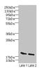 S-phase kinase-associated protein 1 antibody, LS-C370341, Lifespan Biosciences, Western Blot image 