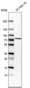 Solute carrier family 23 member 2 antibody, PA5-62696, Invitrogen Antibodies, Western Blot image 