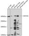 Myosin-Vc antibody, 23-048, ProSci, Western Blot image 