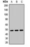 Mitochondrial Transcription Termination Factor 3 antibody, LS-C668567, Lifespan Biosciences, Western Blot image 