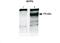Myopalladin antibody, PA5-70479, Invitrogen Antibodies, Western Blot image 