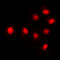 SIN3 Transcription Regulator Family Member B antibody, LS-C354161, Lifespan Biosciences, Immunofluorescence image 