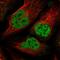 Zinc Finger Protein 609 antibody, HPA040742, Atlas Antibodies, Immunofluorescence image 