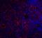 TNF Receptor Superfamily Member 13C antibody, LS-C5, Lifespan Biosciences, Immunofluorescence image 