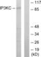 Inositol-Trisphosphate 3-Kinase C antibody, abx013758, Abbexa, Western Blot image 