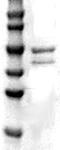 Matrix Metallopeptidase 13 antibody, TA354742, Origene, Western Blot image 