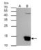 Histone H3 antibody, GTX122148, GeneTex, Immunoprecipitation image 