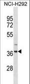 Zinc Finger Protein 696 antibody, LS-C157063, Lifespan Biosciences, Western Blot image 