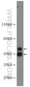 Mitogen-Activated Protein Kinase 8 antibody, 24164-1-AP, Proteintech Group, Western Blot image 