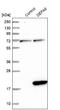 Defensin-6 antibody, NBP1-84281, Novus Biologicals, Western Blot image 