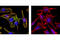 Myosin Light Chain 9 antibody, 3675S, Cell Signaling Technology, Immunocytochemistry image 