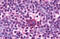 F4/80 antibody, MBS243528, MyBioSource, Immunohistochemistry frozen image 