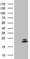 NADH:Ubiquinone Oxidoreductase Subunit B11 antibody, CF807792, Origene, Western Blot image 