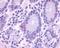 G Protein-Coupled Receptor 148 antibody, orb79872, Biorbyt, Immunohistochemistry paraffin image 