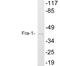 FOS Like 1, AP-1 Transcription Factor Subunit antibody, LS-C191937, Lifespan Biosciences, Western Blot image 