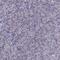 Calcyon Neuron Specific Vesicular Protein antibody, PA5-59936, Invitrogen Antibodies, Immunohistochemistry frozen image 