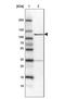 Myosin IG antibody, NBP1-93704, Novus Biologicals, Western Blot image 
