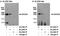 Dedicator of cytokinesis protein 9 antibody, A300-531A, Bethyl Labs, Immunoprecipitation image 