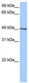 Homeobox protein GBX-1 antibody, TA339216, Origene, Western Blot image 